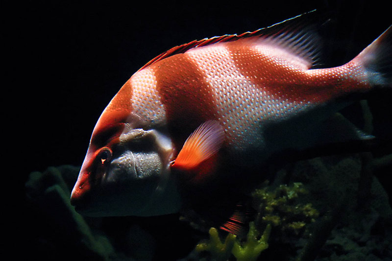 srgb orange white strip fish shadows 2794 t.jpg
