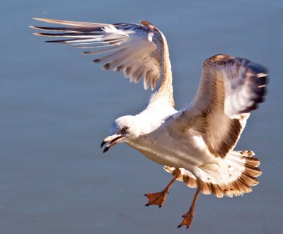 Seagull landing  _MG_3026.jpg