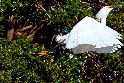 Tree take off _MG_2385.jpg