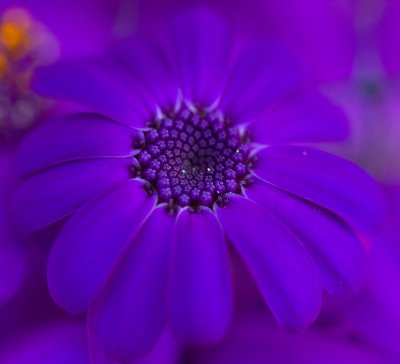 Blue purple _MG_4361.jpg