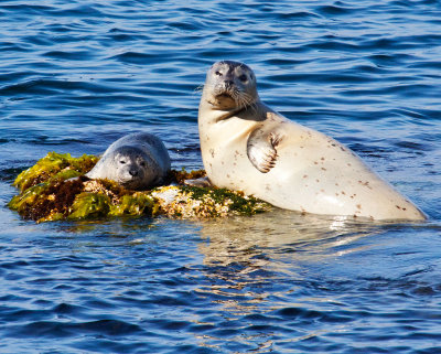 Seal family  _MG_3802.jpg