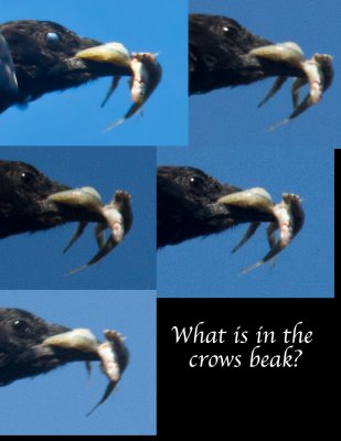 whats in the crows beak.jpg