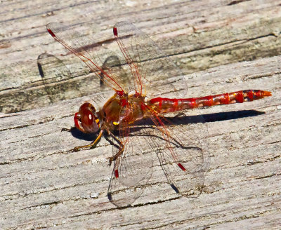 Red dragonfly _MG_5865.jpg