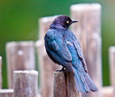 Bird Blue Black _MG_9304.jpg