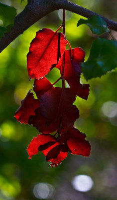 Red leaves Green leaves  _MG_6421.jpg