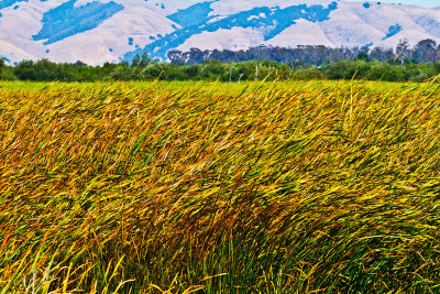 Sea of reeds _MG_5786.jpg