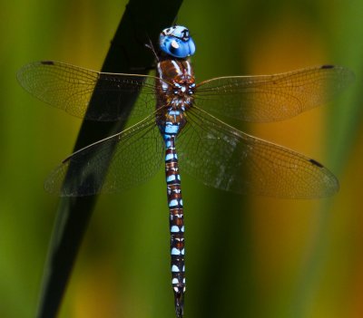 Blue dragonfly _MG_7757.jpg