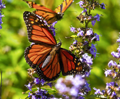 Two Monarchs _MG_7858.jpg