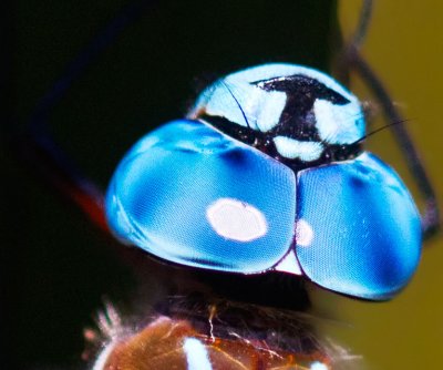 Dragonfly eyes _MG_7791.jpg