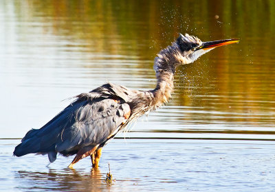 Drying off after missing a fish _MG_7337.jpg