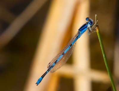 Young very blue dragonfly _MG_8255.jpg