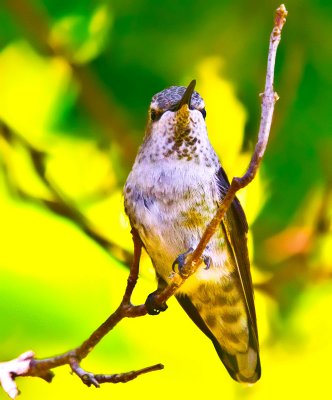Hummingbird resting _MG_8051.jpg