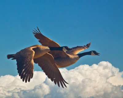 Geese above the clouds  _MG_2277.jpg