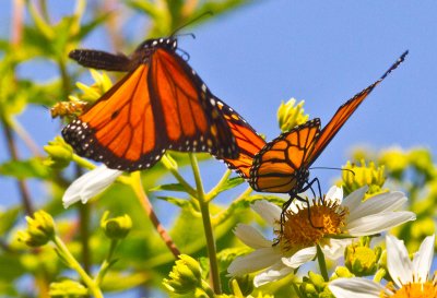 Two monarchs and a bee  _MG_1242.jpg