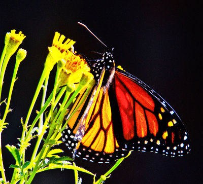 Monarch flower black  _MG_1161.jpg