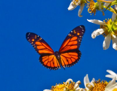 Orange wings blue sky  _MG_9863 a.jpg