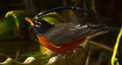 Robin _MG_0322.jpg