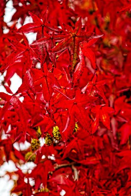 Red leaves _MG_9942.jpg