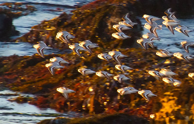 Flock of tiny seabirds _MG_8621.jpg