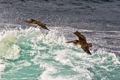 Pelicans and the sea _MG_9587.jpg