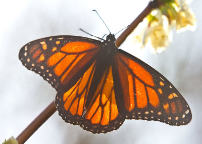 Glowing wings _MG_1635.jpg