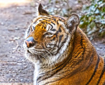 Tiger Oakland zoo _MG_5307.jpg