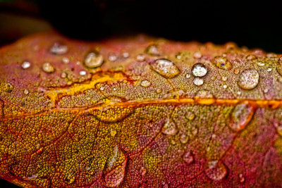 wet leaf  _MG_1706.jpg