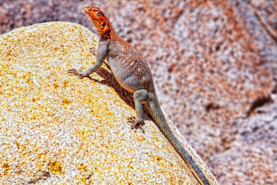 Lizard San Diego Zoo _MG_7086.jpg
