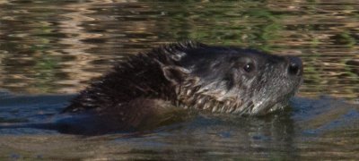 Water mammal side view clear_MG_5461.jpg