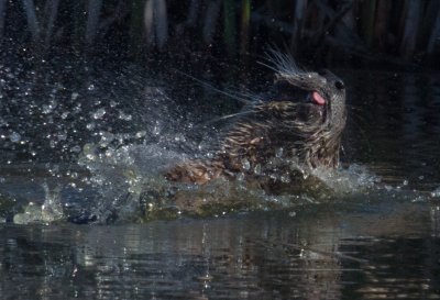 Water mammal tongue_MG_5467.jpg