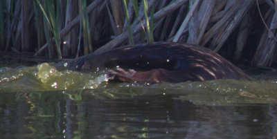 Water mammal paw_MG_5471.jpg