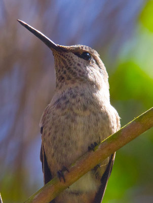 Looking up hummingbird _MG_9072.jpg