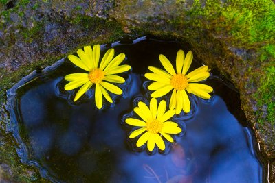 Yellow and blue _MG_1746.jpg