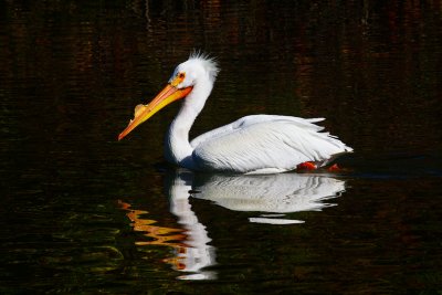 White pelican reflection _MG_4427.jpg
