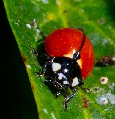 Ladybug macro _MG_2185.jpg