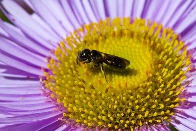 Insect on flower _MG_2181.jpg