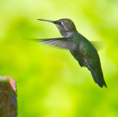 hovering annas hummingbird _MG_4066.jpg