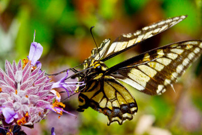 Anise swallowtail butterfly _MG_4709.jpg
