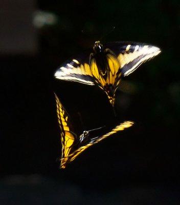 Dancing butterflies _MG_4767.jpg