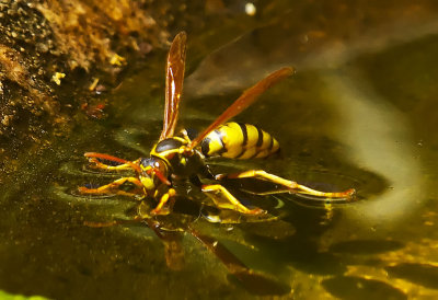Wasp on water  _MG_5913.jpg