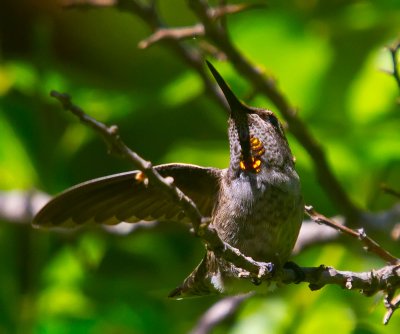 Hummingbird  _MG_4227.jpg