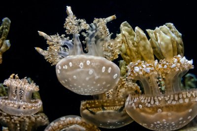 Monterey Bay Aquarium Jellyfish  _MG_7634.jpg