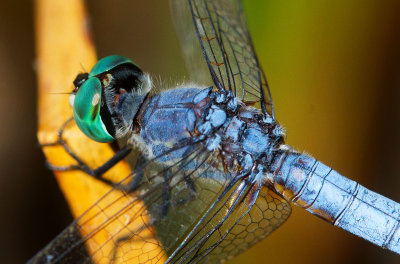 Green eyed dragonfly  _MG_9776.jpg