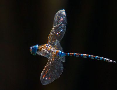 Glowing dragonfly  _MG_5935.jpg