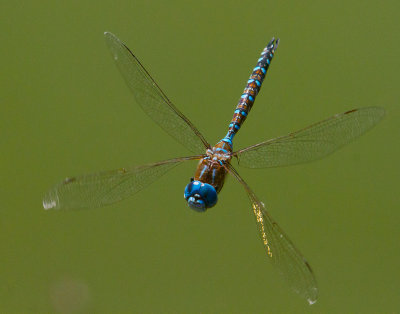 X wing dragonfly _MG_5949.jpg