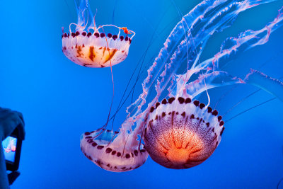 Jellyfish photo in photo Monterey Bay Aquarium  _MG_1180.jpg