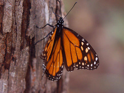 ex orange wing monarch mod.jpg