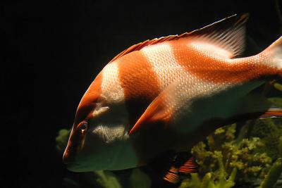 Diving Orange fish.jpg