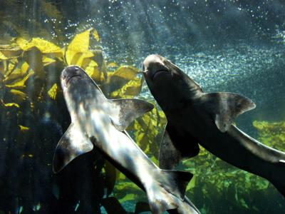 Shark twins.jpg