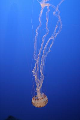 ex upside down jellyfish long tentecles.jpg